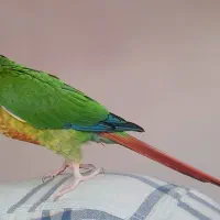 طوطی گرینچیک نر بسیار زیبا یک ساله