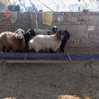 گوسفند|حیوانات مزرعه|انبارآلوم, |دیوار