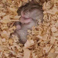 همستر کمپل|موش و خرگوش|تهران, نیروی هوایی (پیروزی)|دیوار