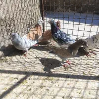 کبوتر کله کنی|پرنده|شیراز, کوزه گری|دیوار