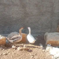 فروش 10تا مرغ با یه خروس و دوتا غاز