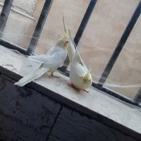 عروس هلندی مولد|پرنده|تهران, مسعودیه|دیوار