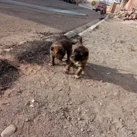 سگ سرابی|سگ|تربتحیدریه, پائین ولایت|دیوار