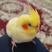 عروس هلندی گم شده