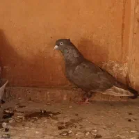 کبوتر رنگی پلاکی|پرنده|تهران, پاسداران|دیوار