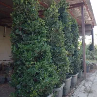 گل و گیاه