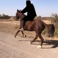 مادیون عرب ترکمن|اسب و تجهیزات اسب‌سواری|قزوین, |دیوار