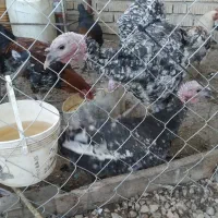 بوقلمون خروس محلی