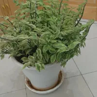 گل پدیلانتوس پرپشت و شاداب و سرحال|گل و گیاه طبیعی|تهران, آسمان|دیوار