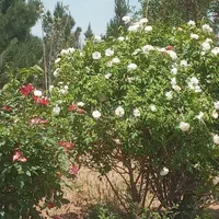 باغچه 1000متری سنددار سهیلیه نزدیک زعفرانیه|فروش زمین و ملک کلنگی|کرج, فاز ۲ مهرشهر|دیوار