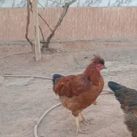 یک مرغ کاکولی و یک خروس کاکولی|حیوانات مزرعه|تربت جام, جامی|دیوار