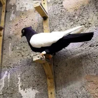 نر سینه سیاه|پرنده|تربت‌حیدریه, آغوی|دیوار