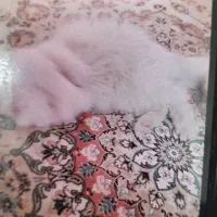 پیداشده گربه