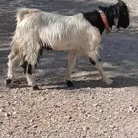 بز نجدی|حیوانات مزرعه|لنجان, |دیوار