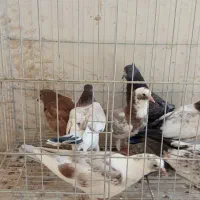 فروش|پرنده|قم, شاه ابراهیم|دیوار