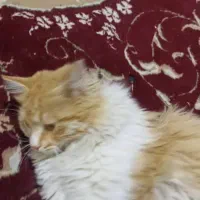 گربه|گربه|سمیرم, |دیوار