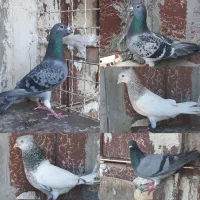 کفتر مسافتی و کله