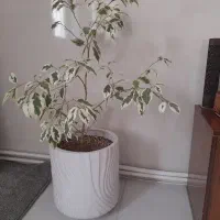 بنجامین ابلق