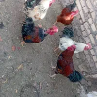 فروش خروس رسمی|حیوانات مزرعه|دلیجان, |دیوار