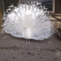 یک جفت طاووس سفید ۵ ساله بالغ درجه ۱