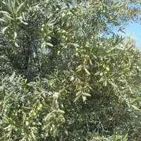 باغ زیتون