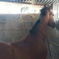 فروش نریون سیلمی ۵ساله  .کره شکاره شریف|اسب و تجهیزات اسبسواری|میمند, |دیوار