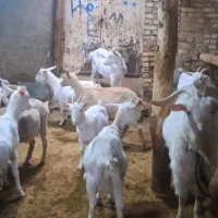 بز سانین|حیوانات مزرعه|انگوران, |دیوار