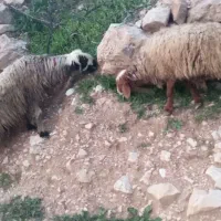 4عدد شیشک 2تا مایه زده