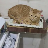 گربه مادر وبچه اش و ی گربه پدر