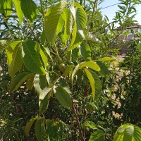 باغ شهر سیاخ دارنگون|فروش زمین و ملک کلنگی|شیراز, نجم آباد|دیوار