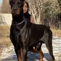 سگ دوبرمن دورگ