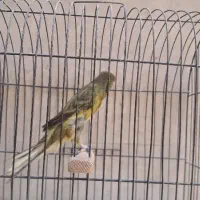قناری نر رسمی بلند قرص بخون