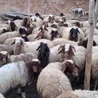 گوسفند دوپایی