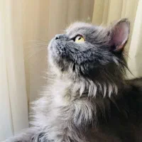 گربه نر اماده جفگیری