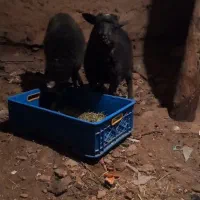 گوسفند رومانوف