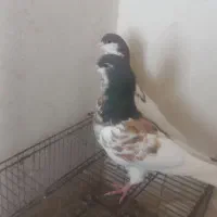 جفت یال سرخ گلدار وسرخ دم سفید نر|پرنده|شیراز, فاضل|دیوار