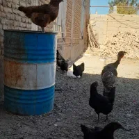 فروش ۴ عدد خروس چاق سرحال ۵ عدد مرغ تخم گذار|حیوانات مزرعه|لیلان, |دیوار
