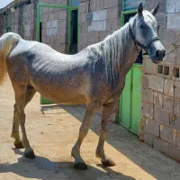 کره اسب|اسب و تجهیزات اسب‌سواری|داراب, |دیوار