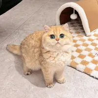 گربه های نر به منظور جفتگیری