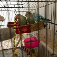 فروشی|پرنده|اندیشه, اندیشه فاز ۱|دیوار