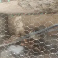 قناری نر و ماده