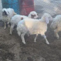 بره نر و ماده|حیوانات مزرعه|زاغه, |دیوار