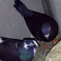 جفت کبوتر
