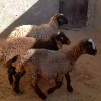 شیشک هترو با دوتا بره