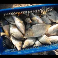 فروش فوری بچه ماهی با بهترین کیفیت و قیمت