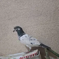 ماده پاگستانی