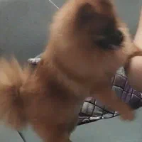 فروش سگ پامر|سگ|سمنان, |دیوار