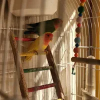 طوطی برزیلی