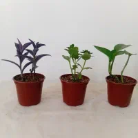 گل پتوس بیدی بنفش و قاشقی