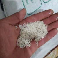 برنج دم سیاه